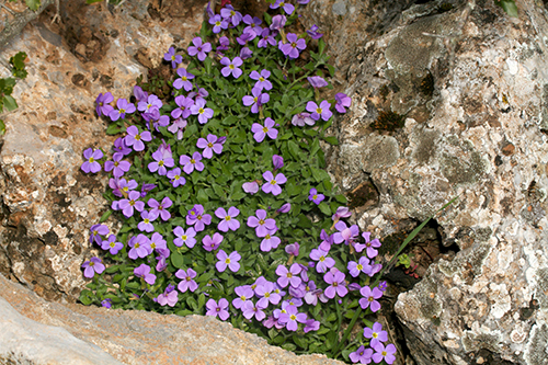 Aubrieta: засаждане и грижи