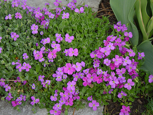 Aubriet planting and care