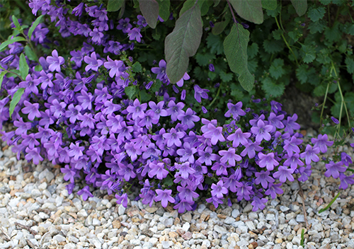 Aubriet planting og stell