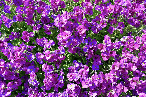 Aubriet planting and care