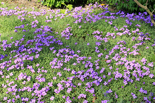 Penanaman dan penjagaan Aubriet