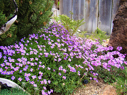 Aubriet planting og stell