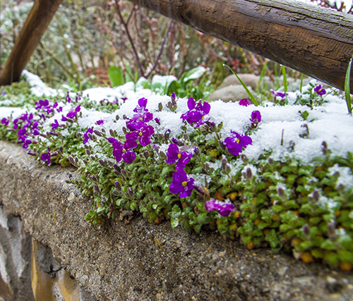 Aubriet planting and care