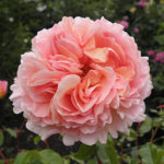 Rose Abraham Darby