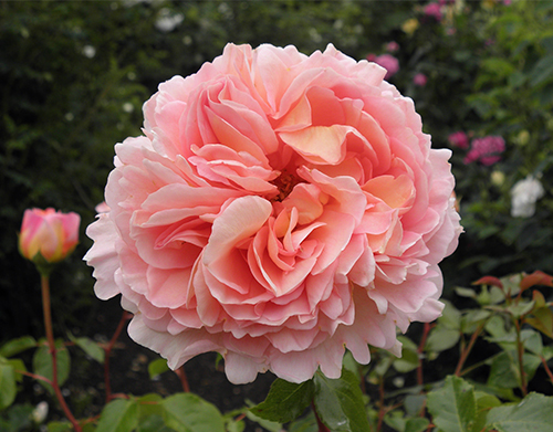 Rose Abraham Darby