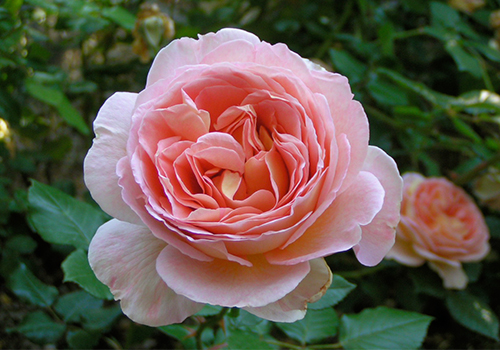 Rose Abraham Derby