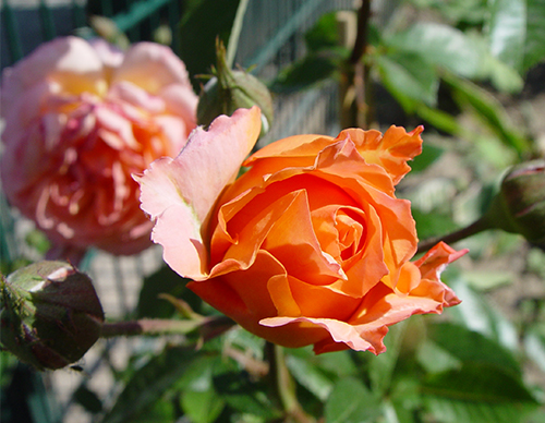 Rose Belvedere