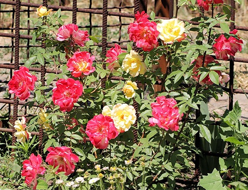 Rose Polka Butterfly