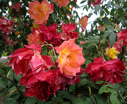 Rose Polka Butterfly