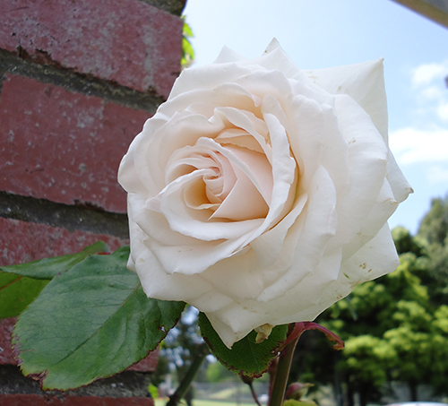 Tasik Rose Swan