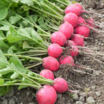 Radish variety Cherriet (F1)