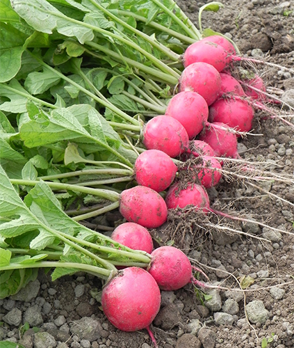 Radish variety Cherriet