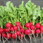 Radish variety Early red