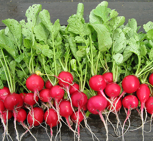 Radish variety Early red