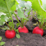 Radish variety Rondar (F1)