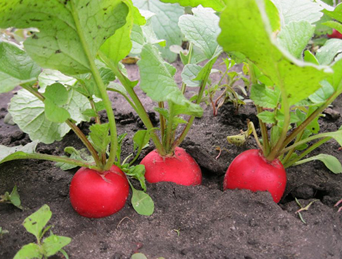 Radish variety Rondar