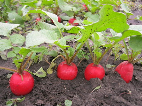 Radish variety Rondar