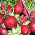 Radish variety Zhara