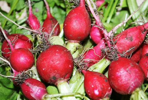 Radish variety Zhara