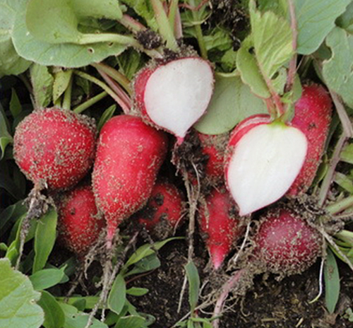 Radish variety Zhara