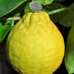 Lemon variety Jubilee