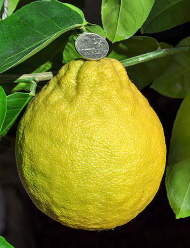 Lemon variety Jubilee