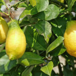 Pelbagai lemon Lunario