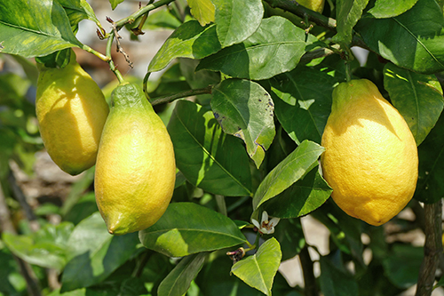 Lunario lemon variety