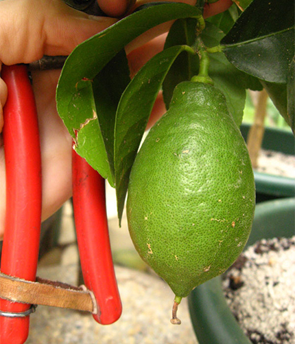 Lunario lemon variety