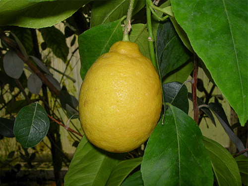 Pelbagai lemon Novogruzinsky