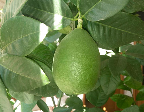 Lemon variety Novogruzinsky