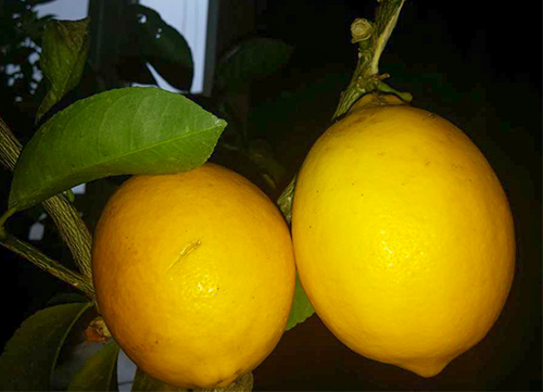 Lemon variety Novogruzinsky