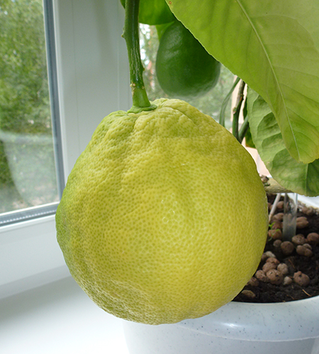 Lemon variety Panderoza