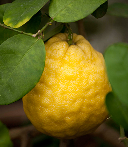 Pelbagai lemon Panderoza