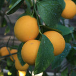 Lemon variety Tashkent