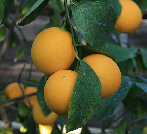 Lemon variety Tashkent