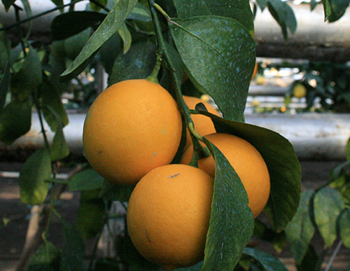 Lemon variety Tashkent