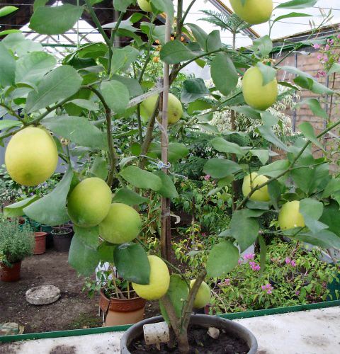 Genoa lemon variety