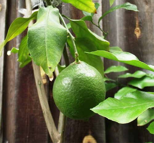 Genoa lemon variety