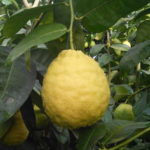 Lemon variety Kievsky large-fruited