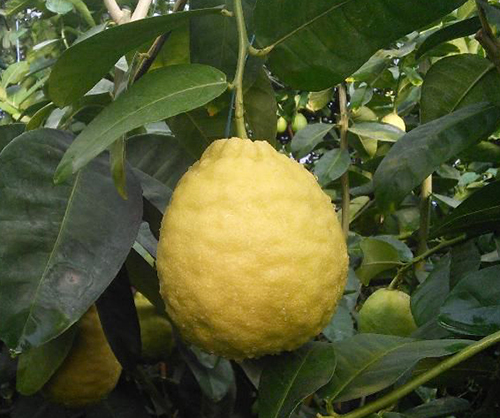 Lemon variety Kievsky large-fruited