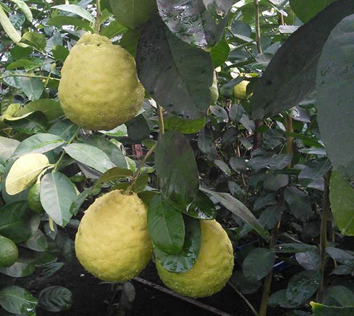 Pelbagai lemon Kievsky berbuah besar