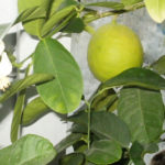 Lemon variety Kursk