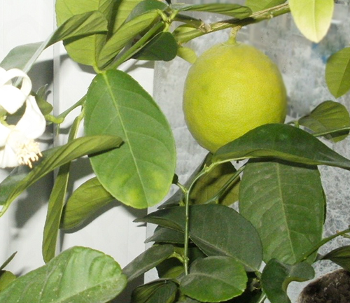 Lemon variety Kursk