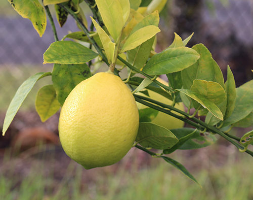 Lemon variety Lisbon