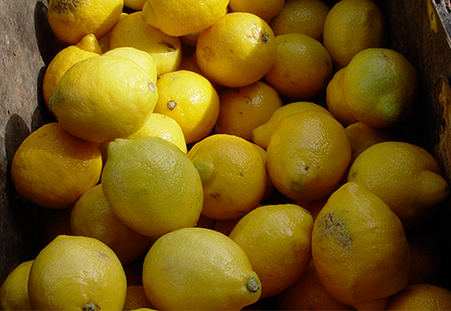 Lemon variety Lisbon