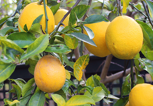 Lemon variety Lisbon