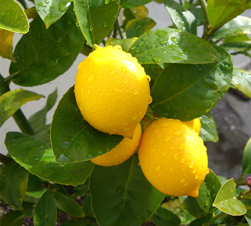 Meyer lemon variety