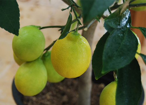 Meyer lemon variety