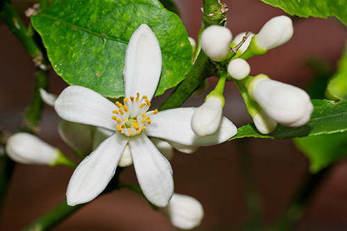 Meyer lemon variety